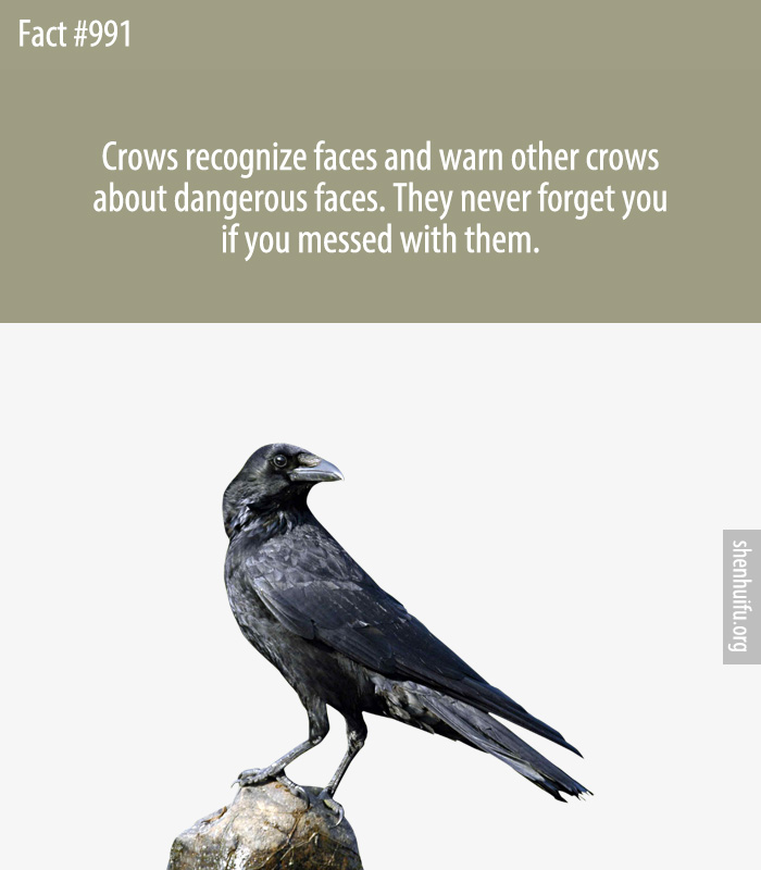 Crows recognize faces and warn other crows about dangerous faces. They never forget you if you messed with them.