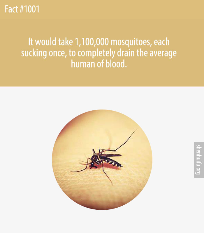 It would take 1,100,000 mosquitoes, each sucking once, to completely drain the average human of blood.