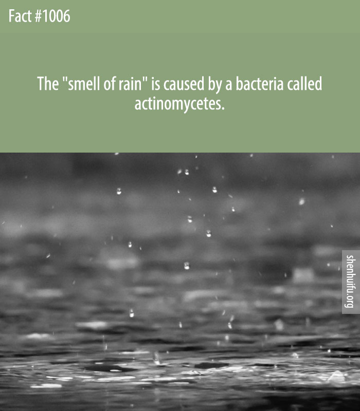The 'smell of rain' is caused by a bacteria called actinomycetes.