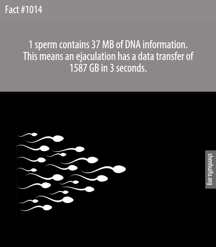 1 sperm contains 37 MB of DNA information. This means an ejaculation has a data transfer of 1587 GB in 3 seconds.