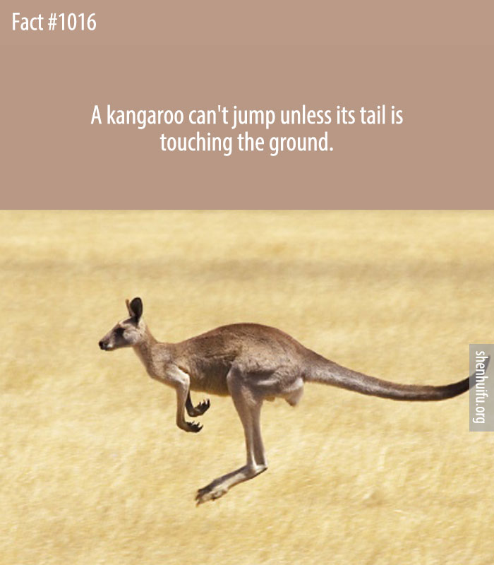 A kangaroo can't jump unless its tail is touching the ground.