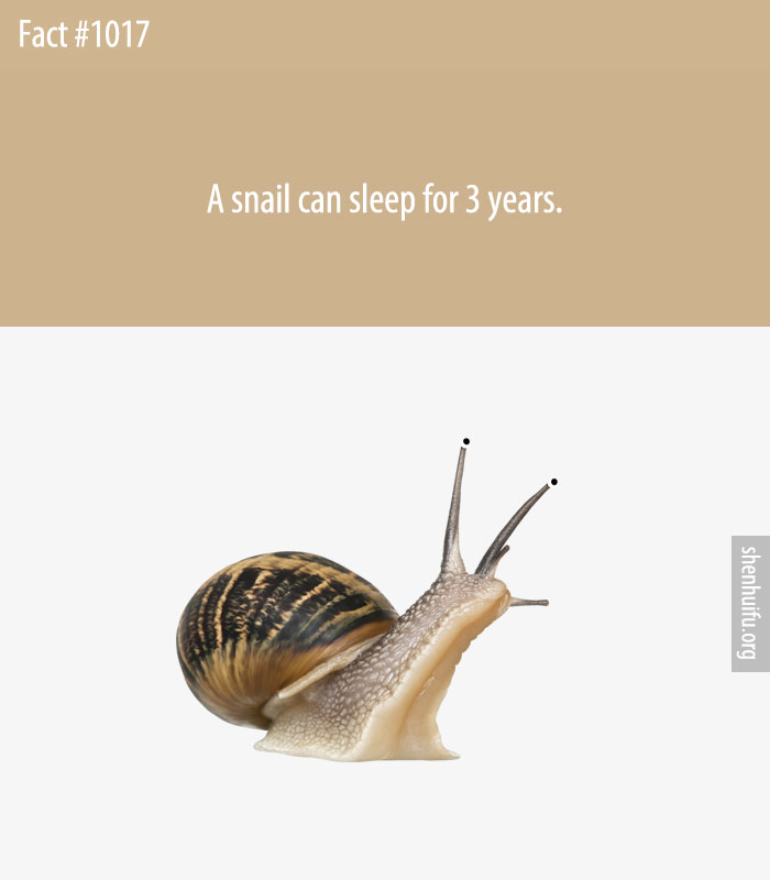 A snail can sleep for 3 years.
