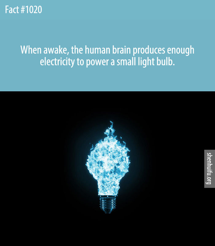 When awake, the human brain produces enough electricity to power a small light bulb.