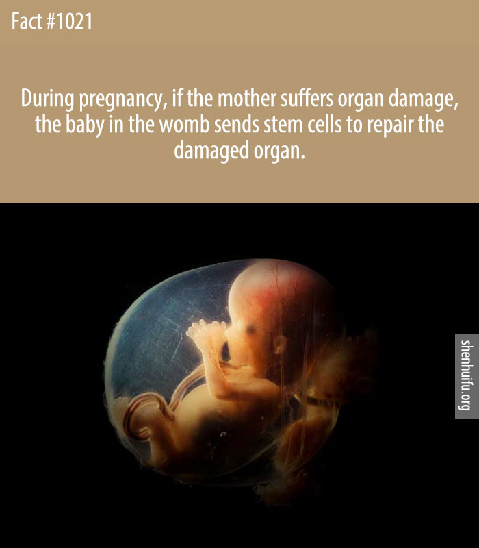 During pregnancy, if the mother suffers organ damage, the baby in the womb sends stem cells to repair the damaged organ.