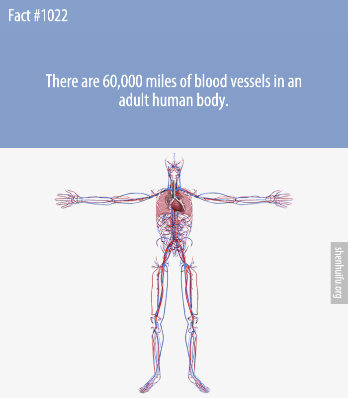 There are 60,000 miles of blood vessels in an adult human body.