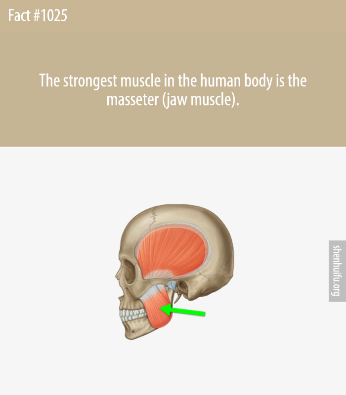 The strongest muscle in the human body is the masseter (jaw muscle).