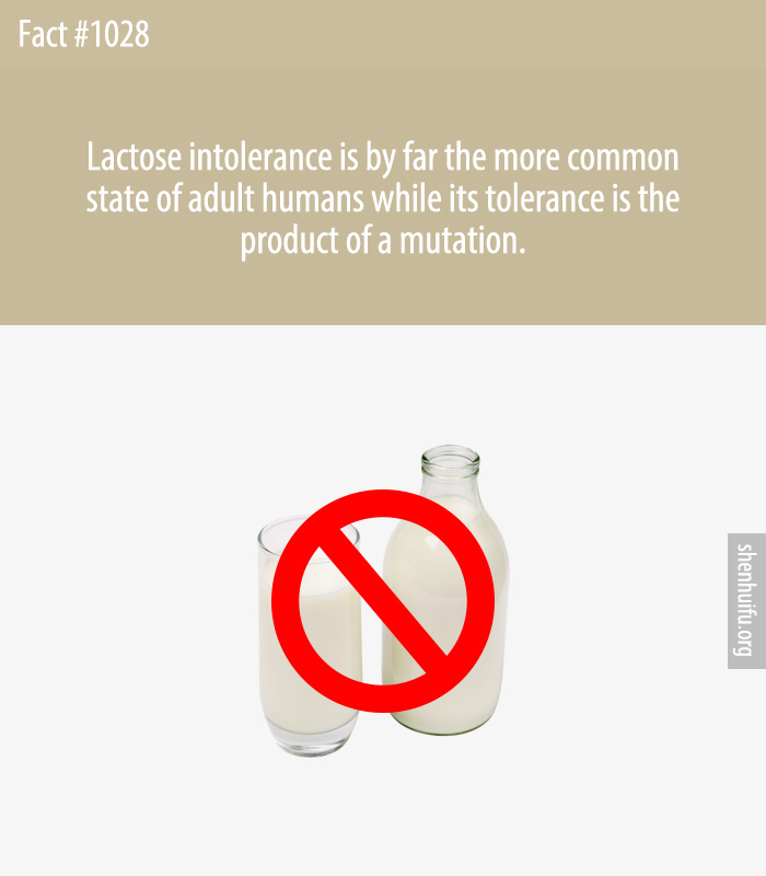 Lactose intolerance is by far the more common state of adult humans while its tolerance is the product of a mutation.