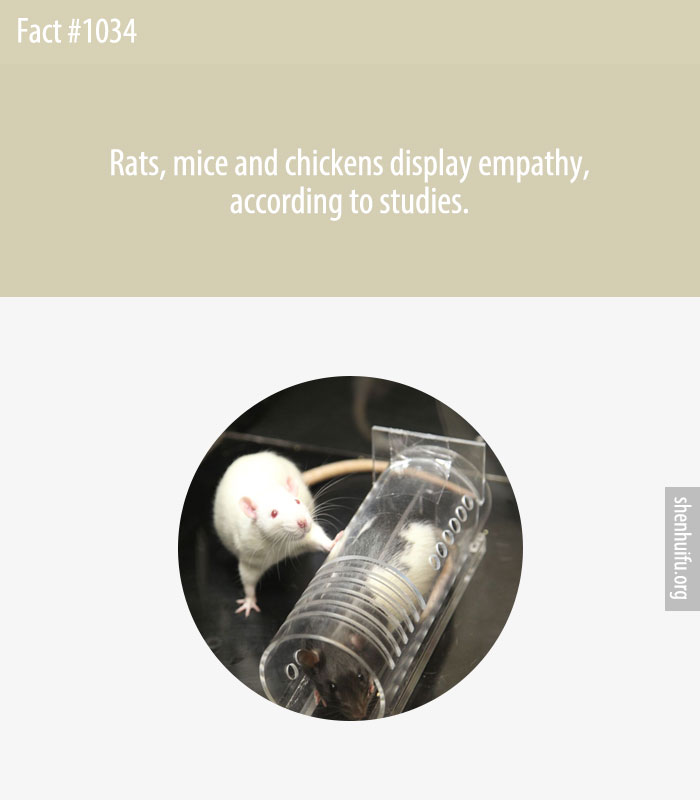 Rats, mice and chickens display empathy, according to studies.