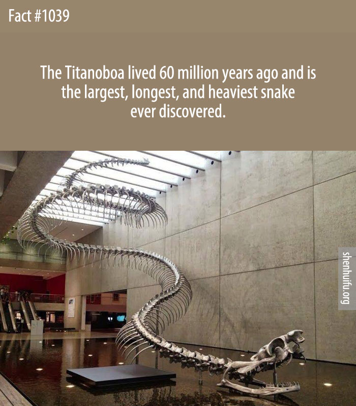 The Titanoboa lived 60 million years ago and is the largest, longest, and heaviest snake ever discovered.