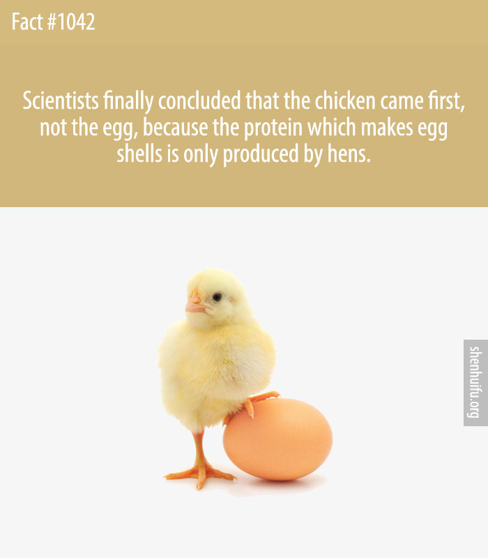 Scientists finally concluded that the chicken came first, not the egg, because the protein which makes egg shells is only produced by hens.