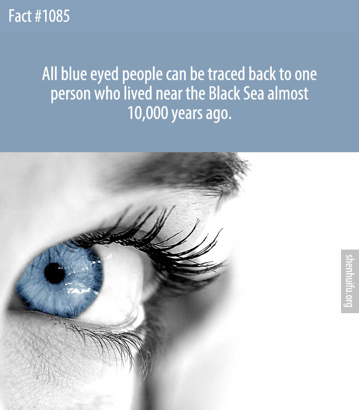 All blue eyed people can be traced back to one person who lived near the Black Sea almost 10,000 years ago.
