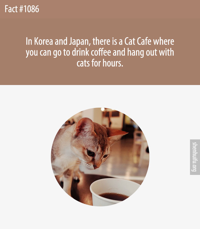 In Korea and Japan, there is a Cat Cafe where you can go to drink coffee and hang out with cats for hours.