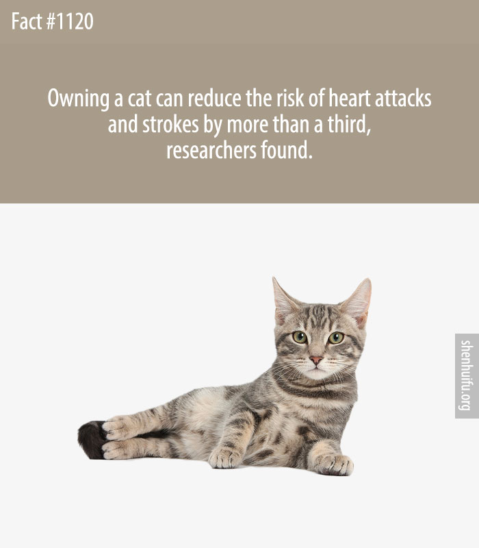 Owning a cat can reduce the risk of heart attacks and strokes by more than a third, researchers found.