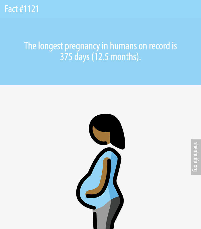 The longest pregnancy in humans on record is 375 days (12.5 months).