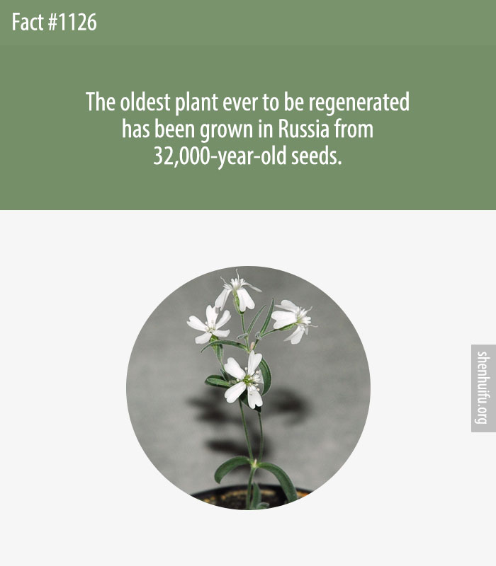 The oldest plant ever to be regenerated has been grown in Russia from 32,000-year-old seeds.