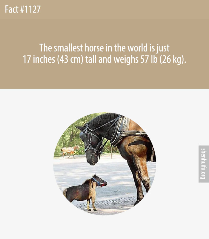 The smallest horse in the world is just 17 inches (43 cm) tall and weighs 57 lb (26 kg).