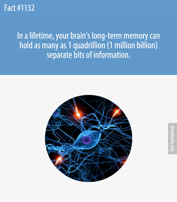 In a lifetime, your brain's long-term memory can hold as many as 1 quadrillion (1 million billion) separate bits of information.