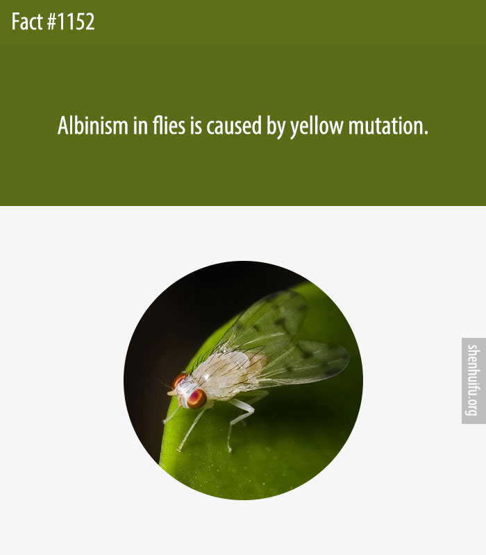 Albinism in flies is caused by yellow mutation.