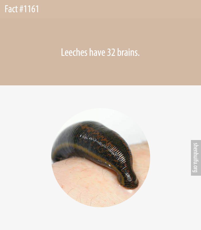 Leeches have 32 brains.
