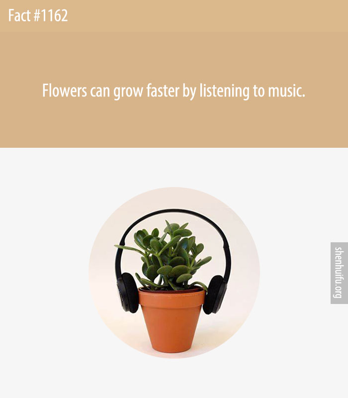 Flowers can grow faster by listening to music.