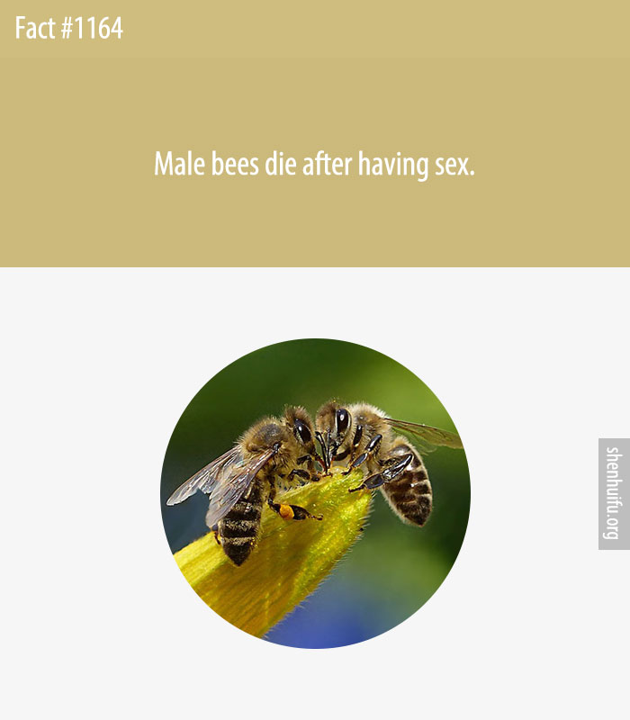 Male bees die after having sex.