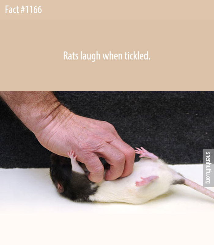 Rats laugh when tickled.