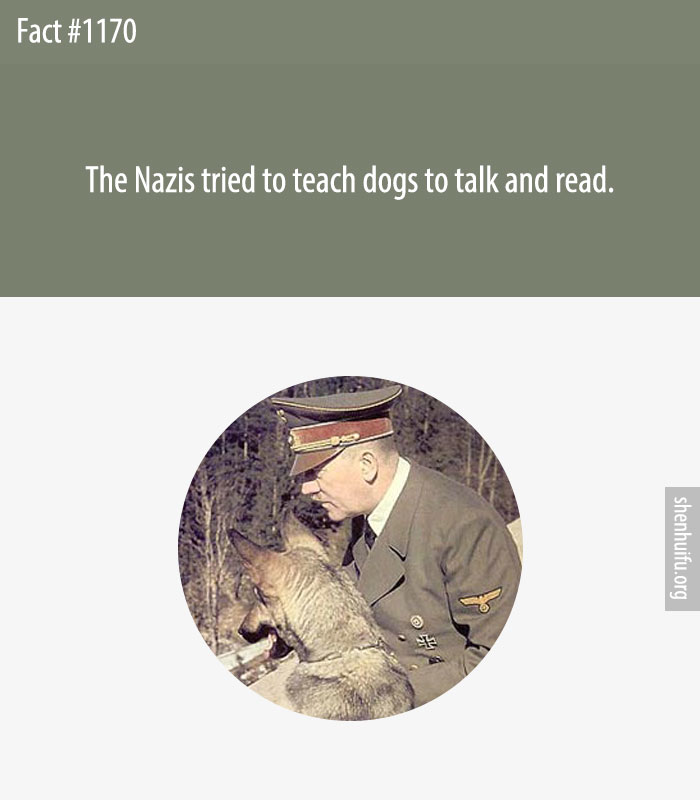 The Nazis tried to teach dogs to talk and read.