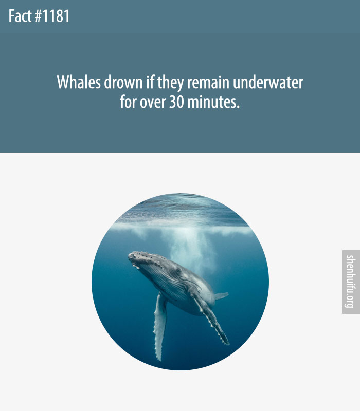 Whales drown if they remain underwater for over 30 minutes.