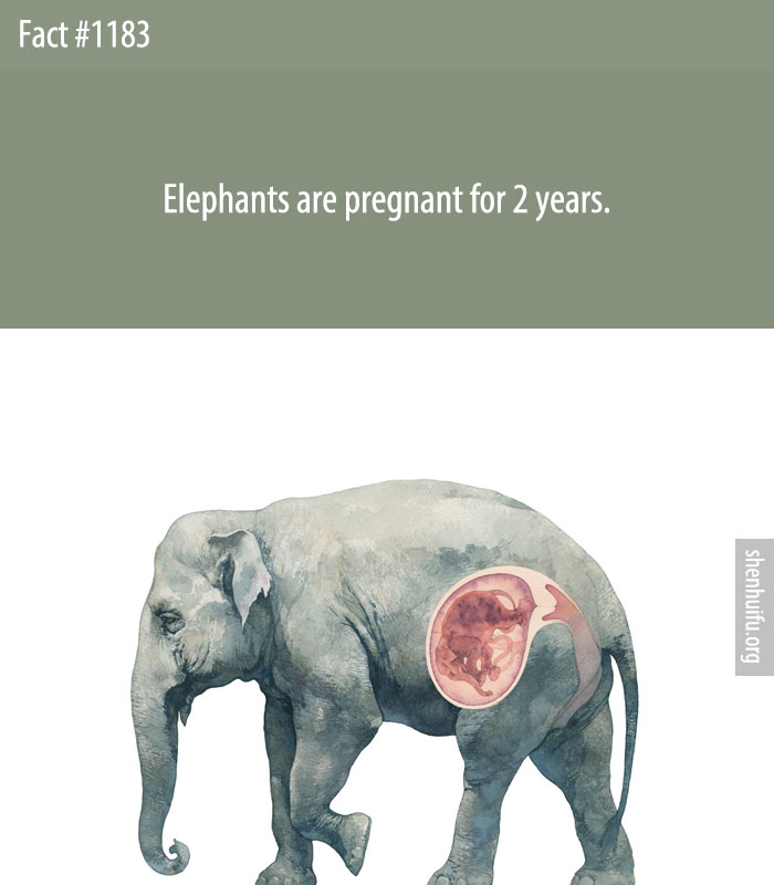 Elephants are pregnant for 2 years.
