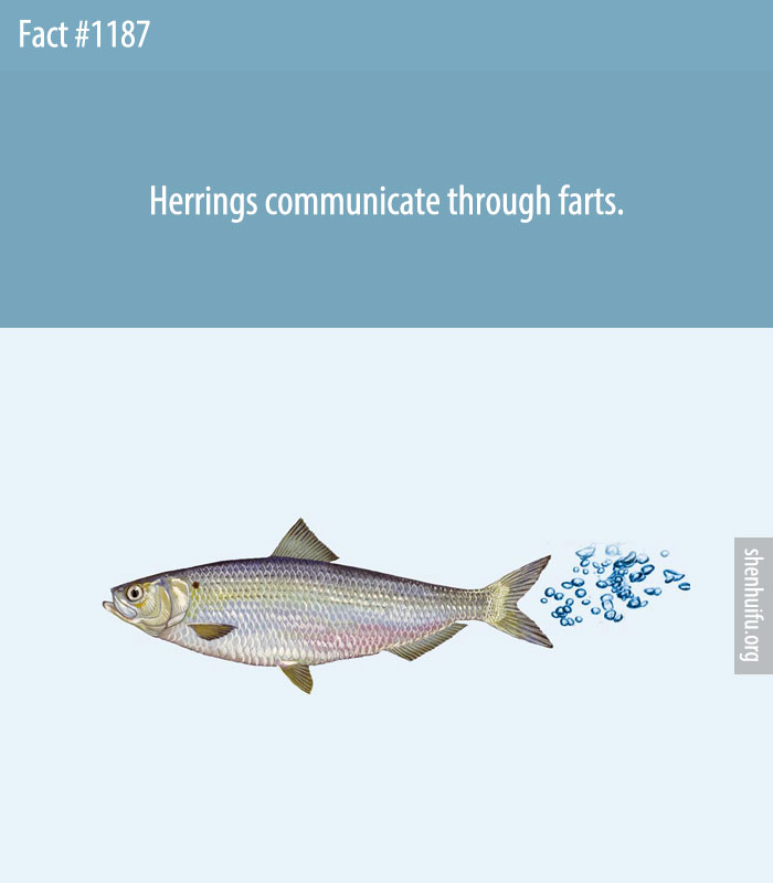 Herrings communicate through farts.