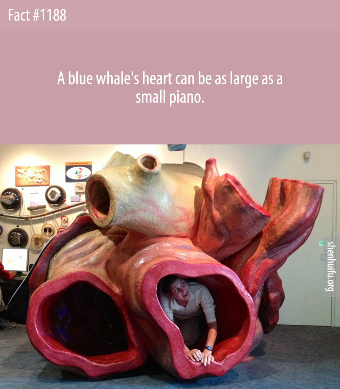 A blue whale's heart can be as large as a small piano.