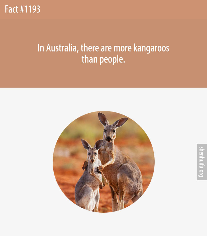 In Australia, there are more kangaroos than people.