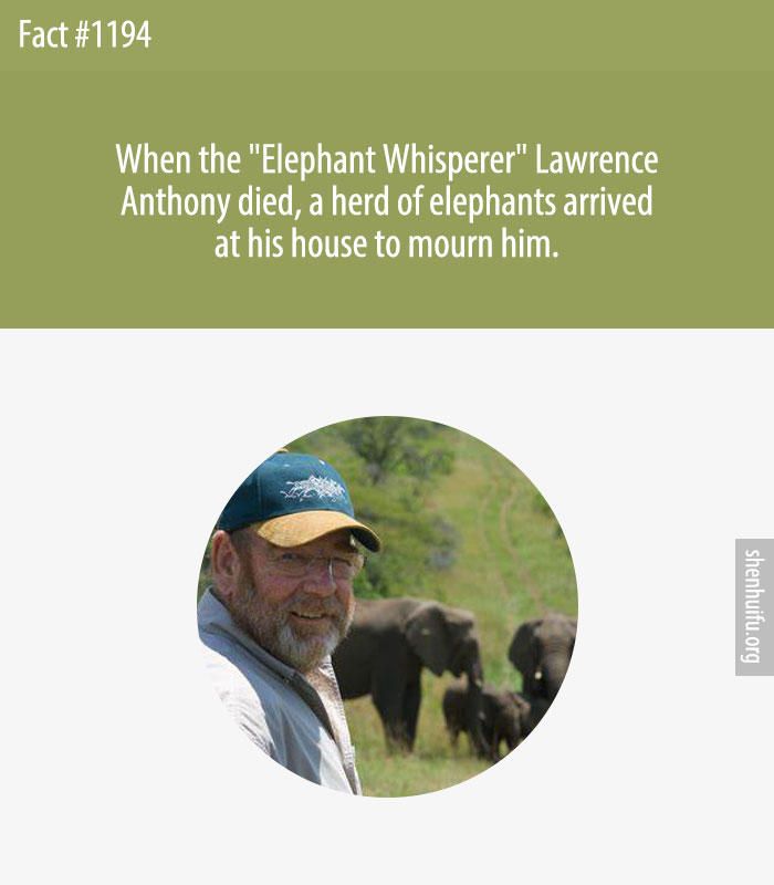 When the 'Elephant Whisperer' Lawrence Anthony died, a herd of elephants arrived at his house to mourn him.