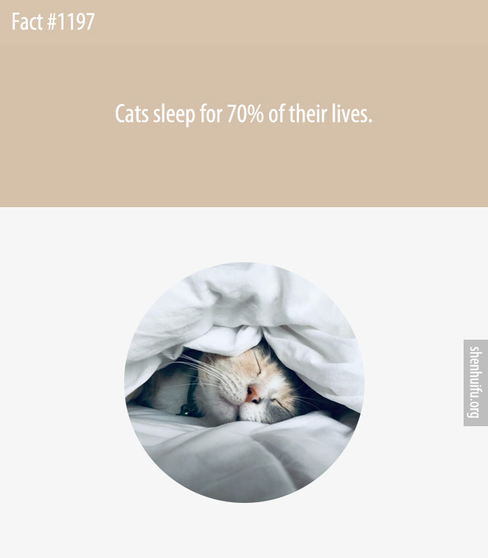 Cats sleep for 70% of their lives.