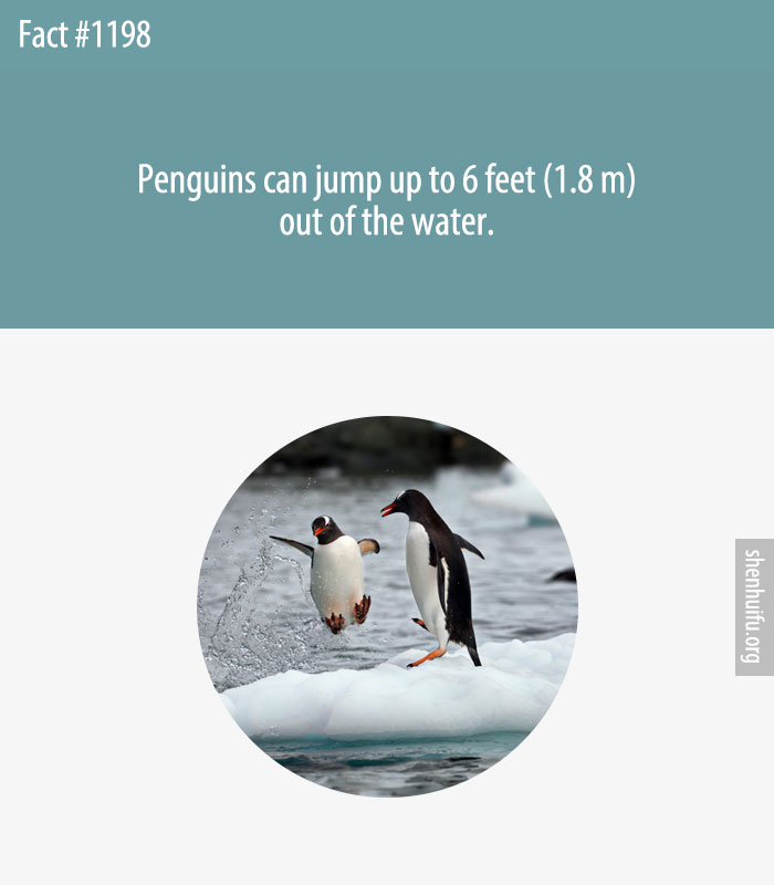 Penguins can jump up to 6 feet (1.8 m) out of the water.