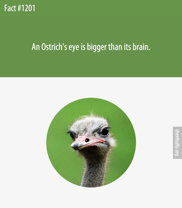 An Ostrich's eye is bigger than its brain.