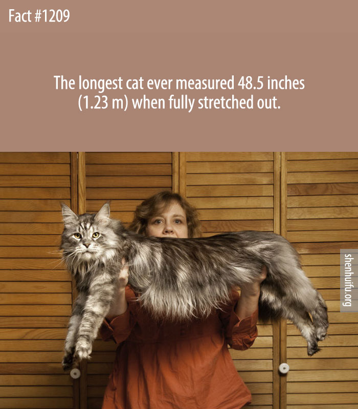 The longest cat ever measured 48.5 inches (1.23 m) when fully stretched out.