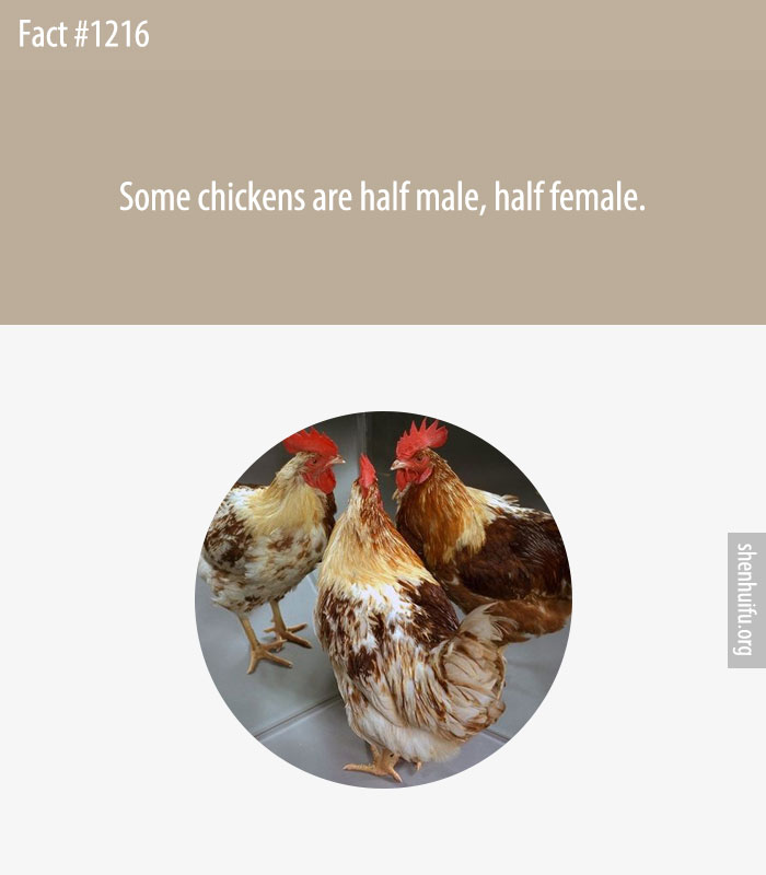 Some chickens are half male, half female.