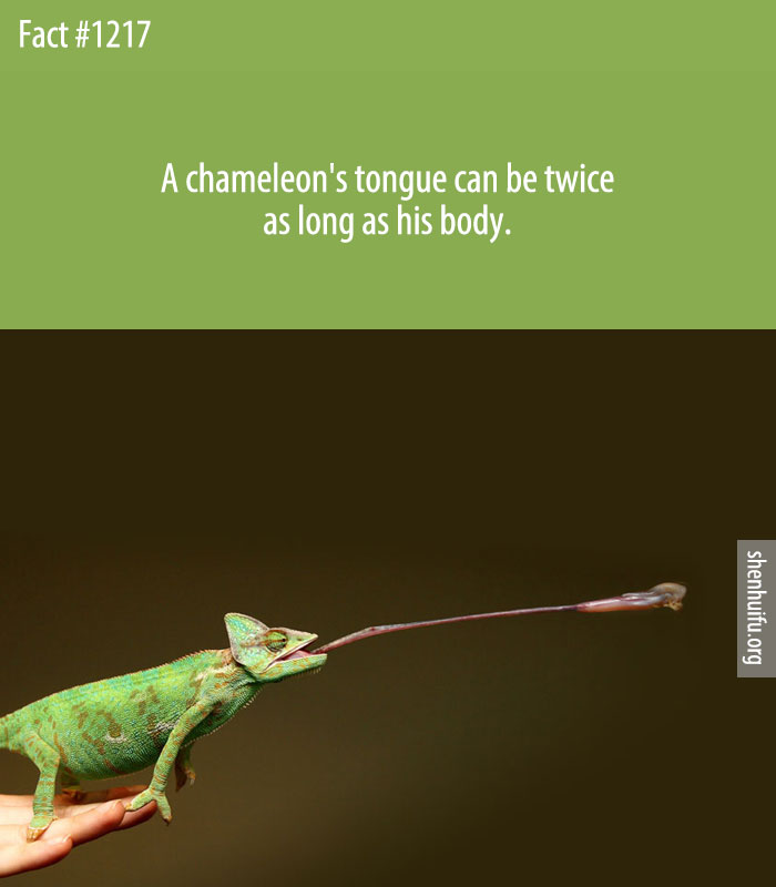 A chameleon's tongue can be twice as long as his body.