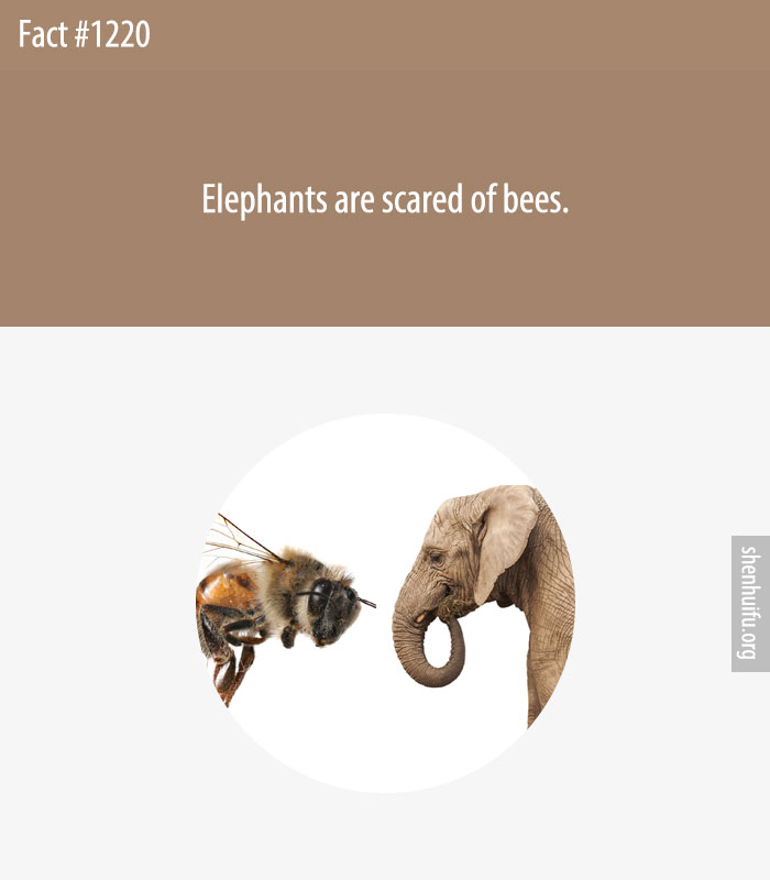 Elephants are scared of bees.