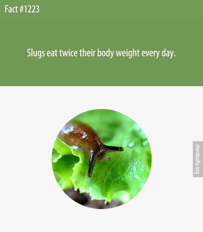 Slugs eat twice their body weight every day.