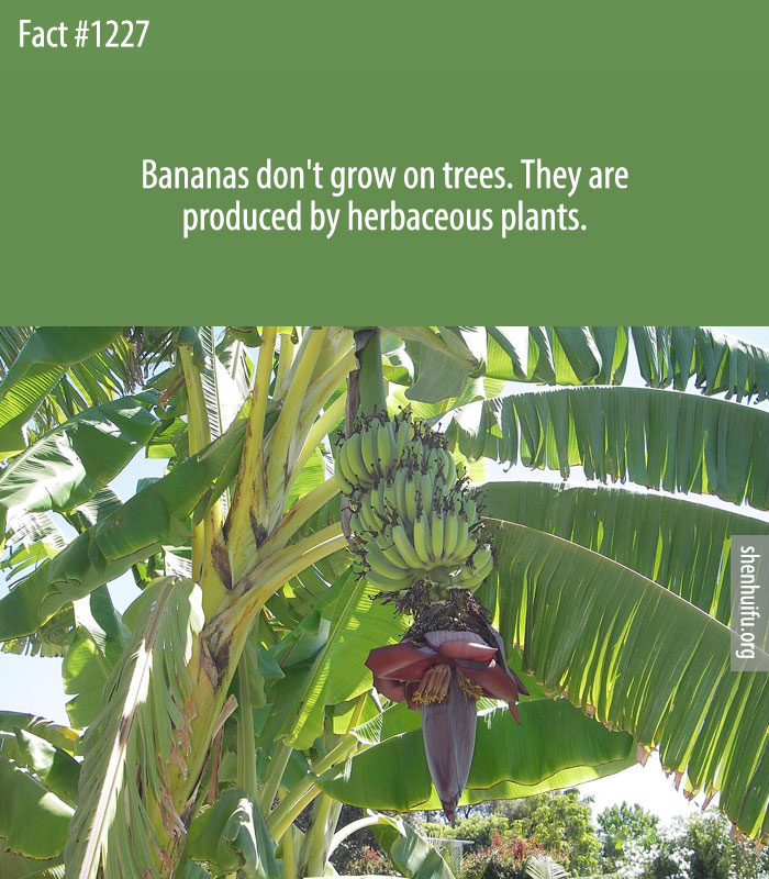 Bananas don't grow on trees. They are produced by herbaceous plants.