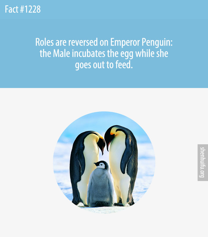 Roles are reversed on Emperor Penguin: the Male incubates the egg while she goes out to feed.
