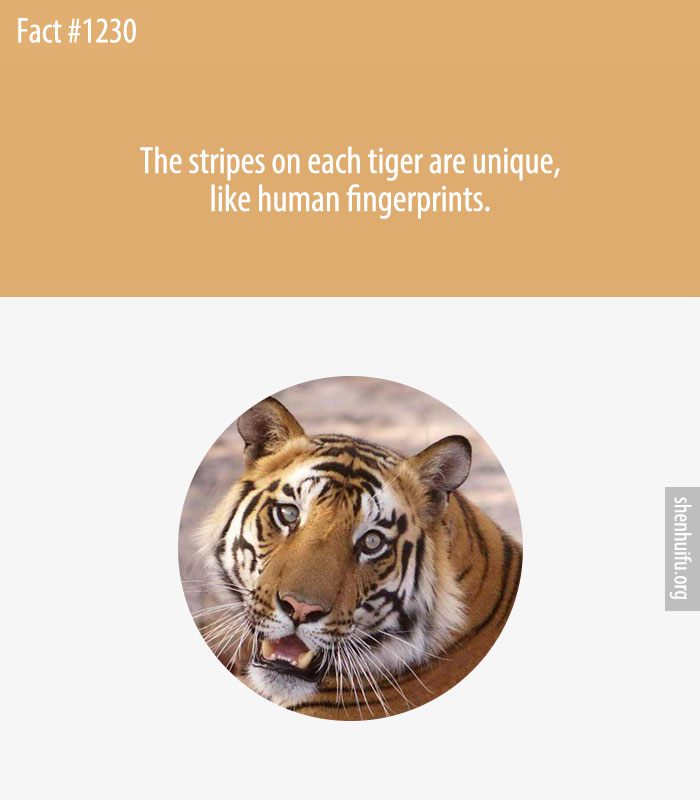 The stripes on each tiger are unique, like human fingerprints.