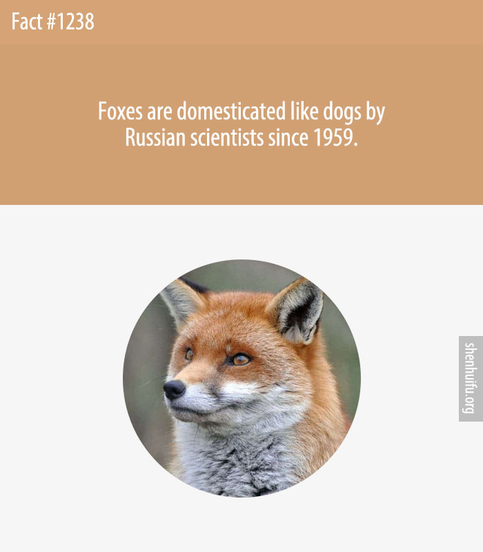 Foxes are domesticated like dogs by Russian scientists since 1959.