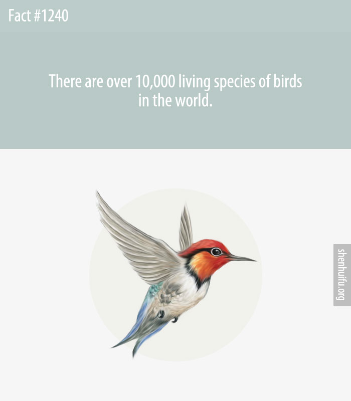 There are over 10,000 living species of birds in the world.