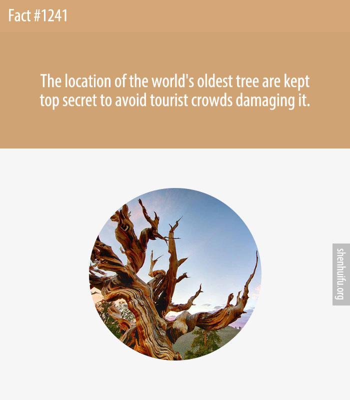 The location of the world's oldest tree are kept top secret to avoid tourist crowds damaging it.