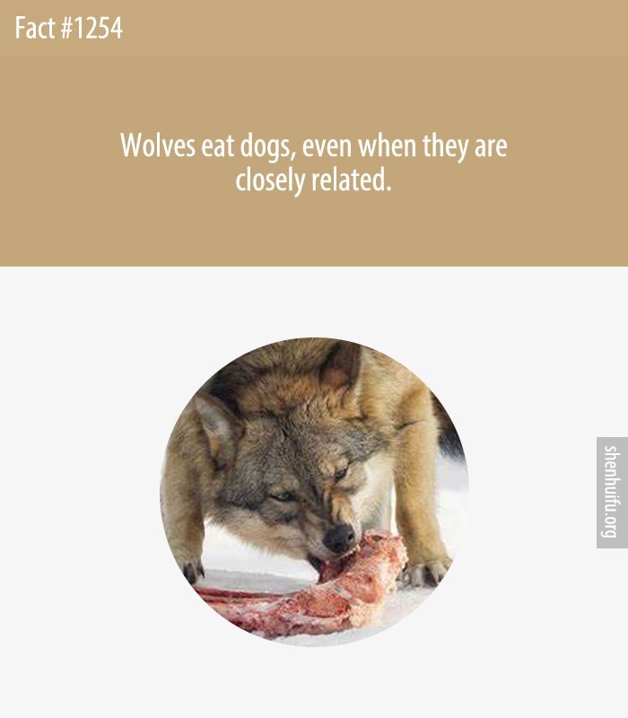 Wolves eat dogs, even when they are closely related.