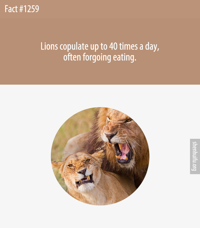 Lions copulate up to 40 times a day, often forgoing eating.