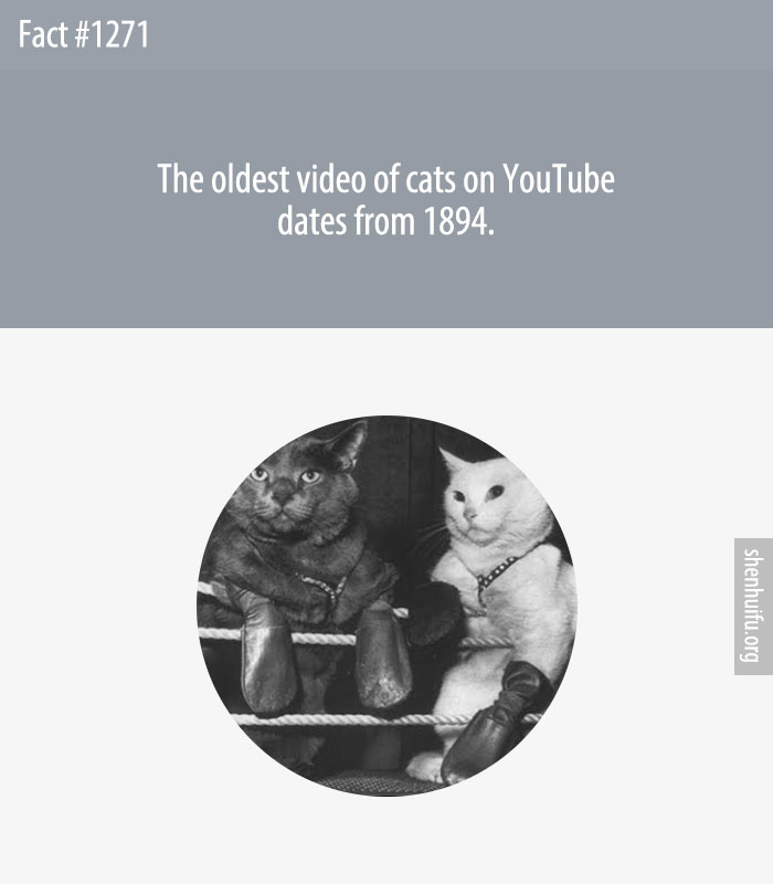 The oldest video of cats on YouTube dates from 1894.